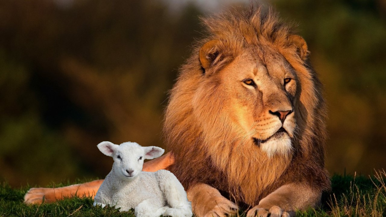 What Do The Lion And The Lamb Symbolize