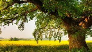 Is the purpose of a life to fertilize a tree?