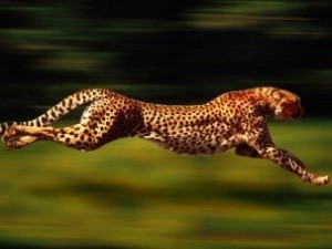 cheetah: a predator like one of two choices in life