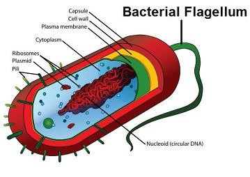 Bacterial Flagellum disproves Darwin