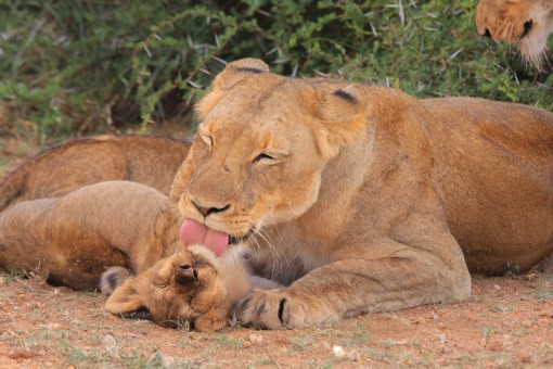 a nurturing lionness