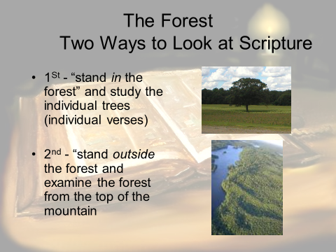 the Bible as a forest